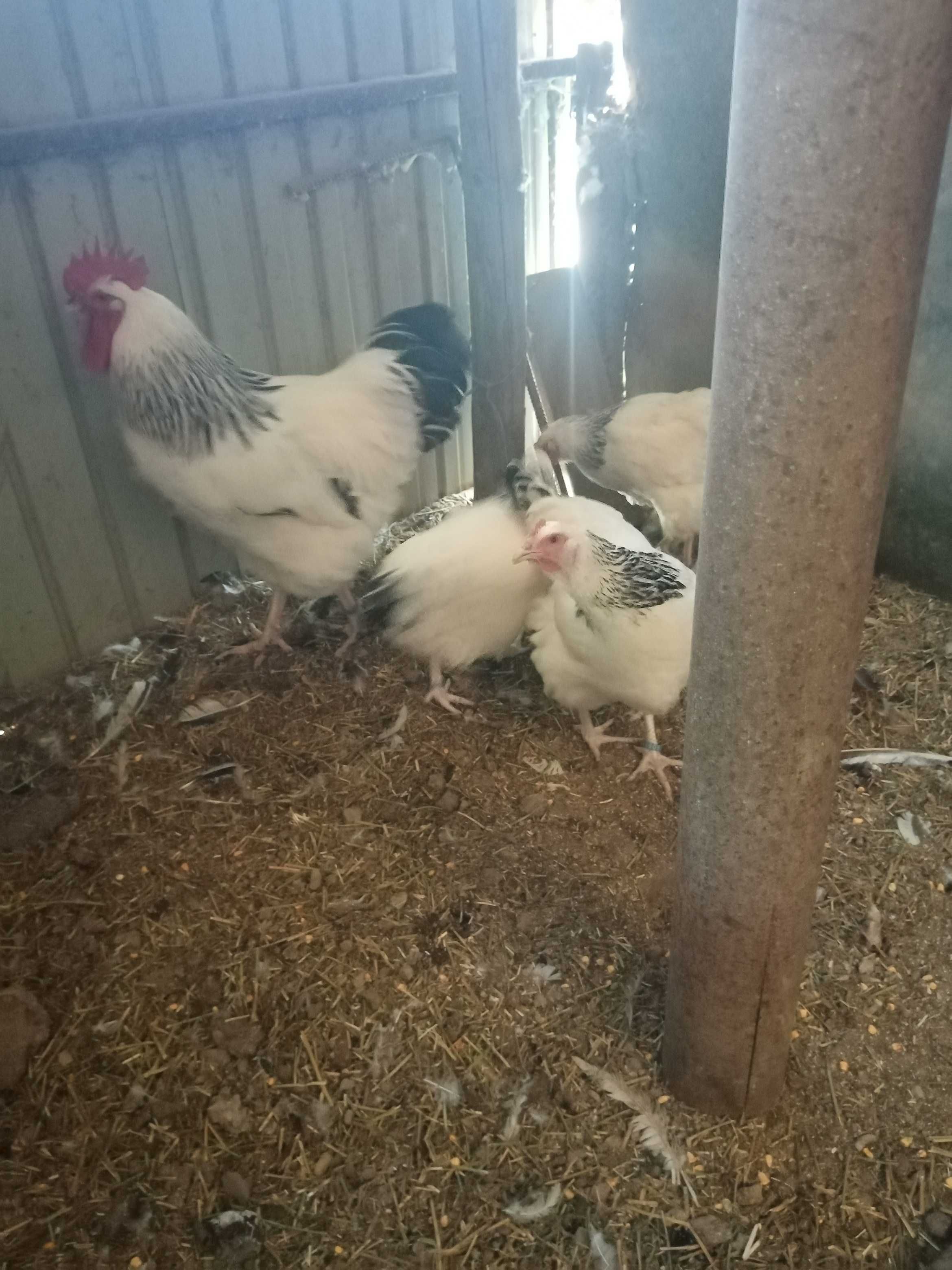 Vând familie găini Susex