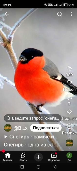 Продам птицу щеглы вьюрки есть зимники