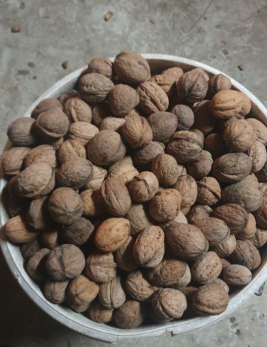 Vand nuci productie 2025