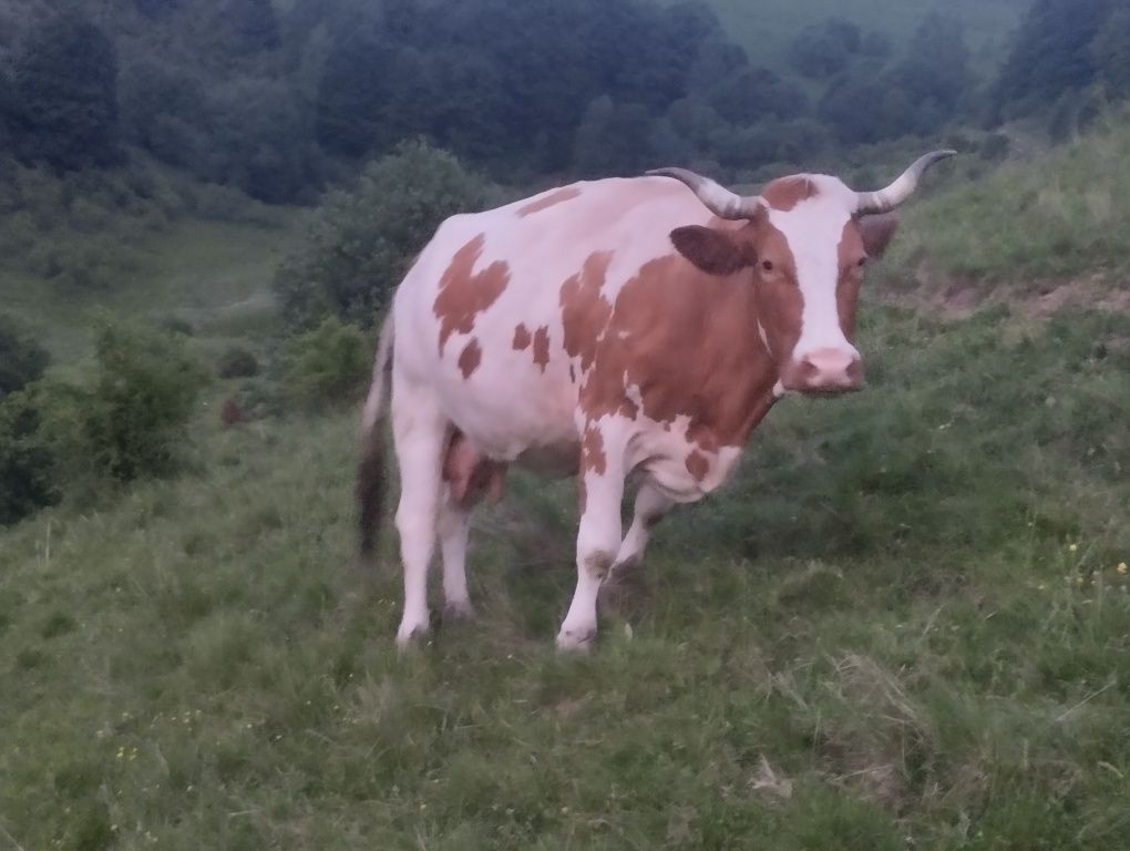 Vaci de vânzare.