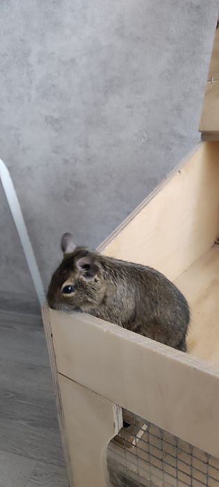 чилийская белка дегу