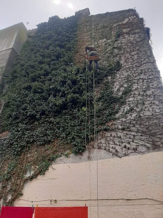 Curățare -defrisare terenuri iarba arbusti copaci ambrozie