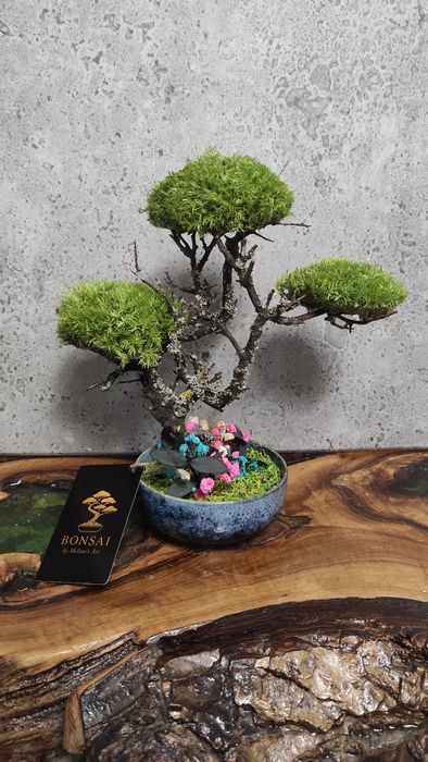 Мини Бонзай със скандинавски мъх