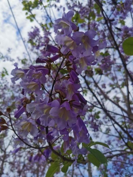 Paulownia tomentosa și arbori de matase