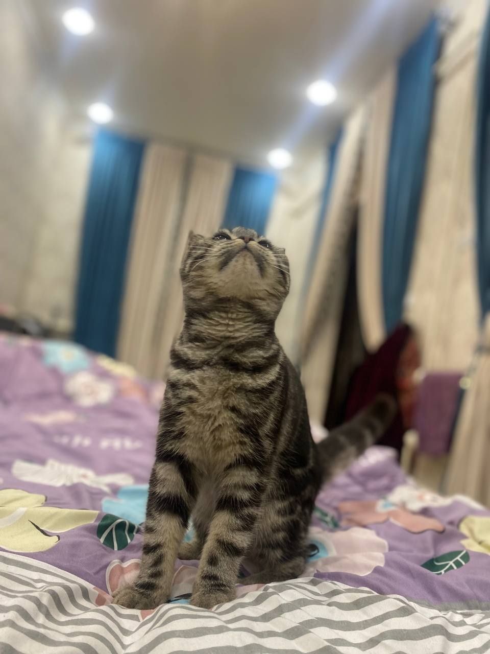 Mushuk scottish fold