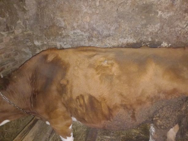 Vaca baltata, aproximativ 550kg