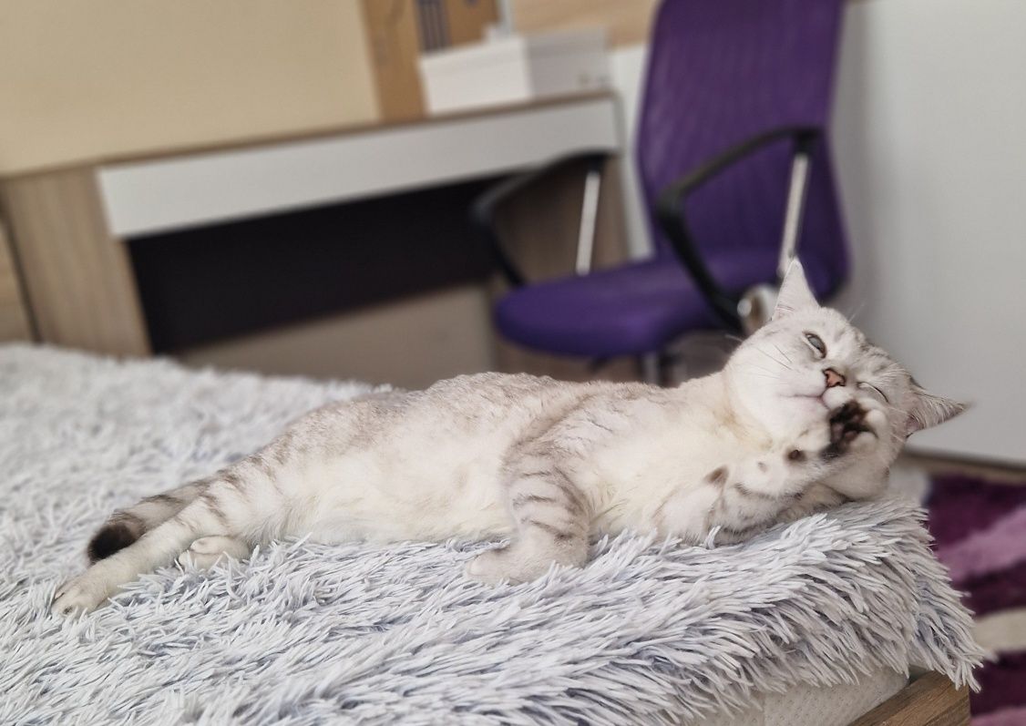 Шотландско таби коте