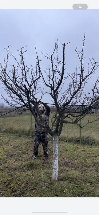 Tăieri /cosmetizare pomi fructiferi !