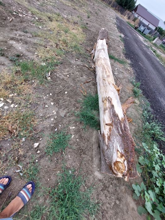 Vind lemne amestecate plop și corcodușe