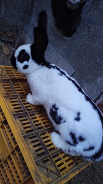 Vând mascul fluture german alb-negru