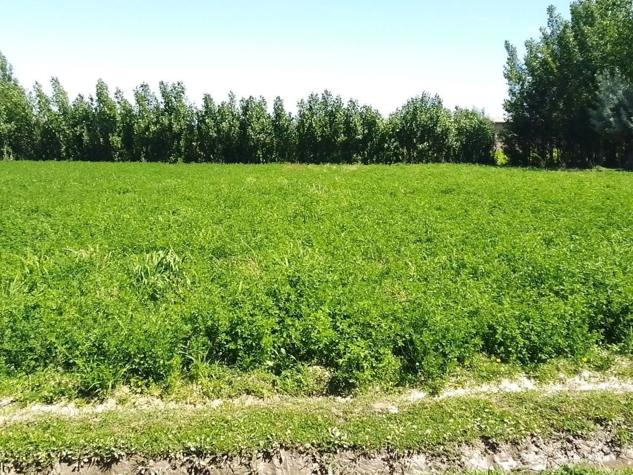 Uy sotiladi.. Samarqand viloyati