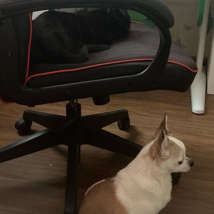 Выгул питомцев собак/кошек и т.д