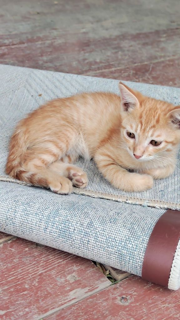 Котята 2 месяца шустрые