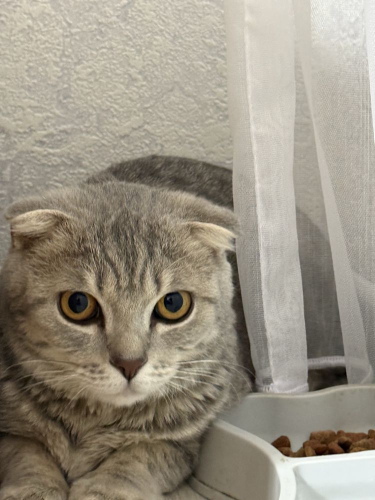 Кошка Шотланский Висолух