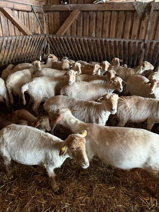 berbeci si oi de vanzare