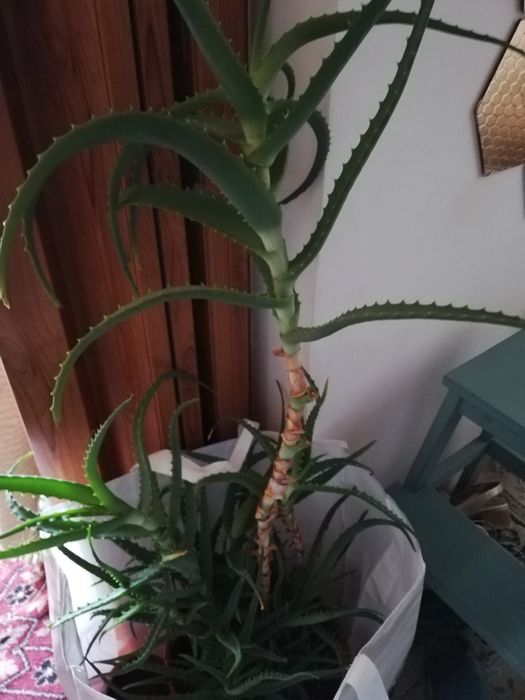 Aloe Vera diverse marimi plante