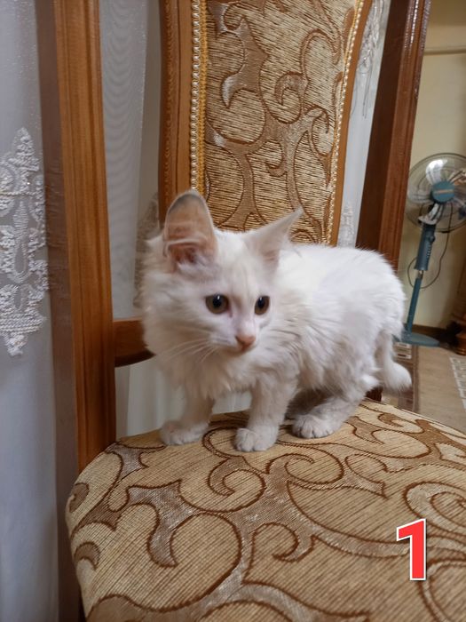 Qiz bola turtiskiy angora