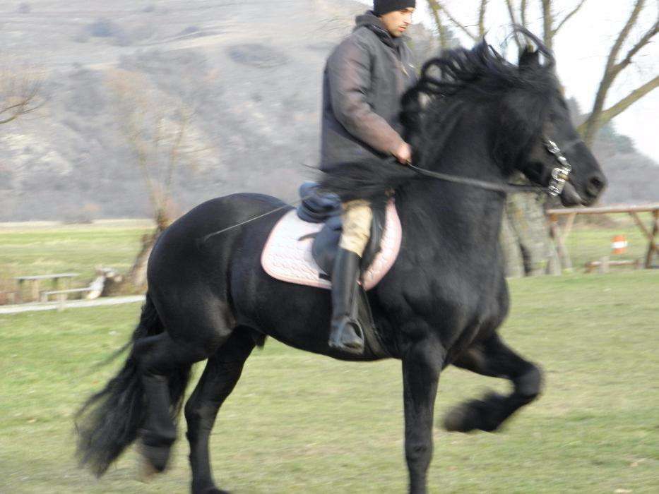 vand armasar friesian frizian