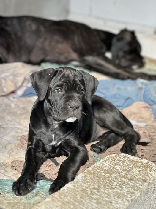 Кане Корсо.