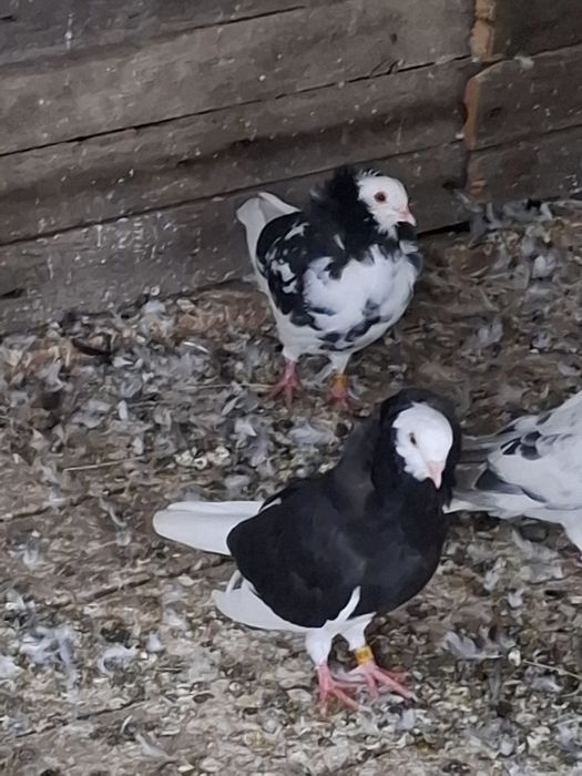 De vânzare o pereche de capucini