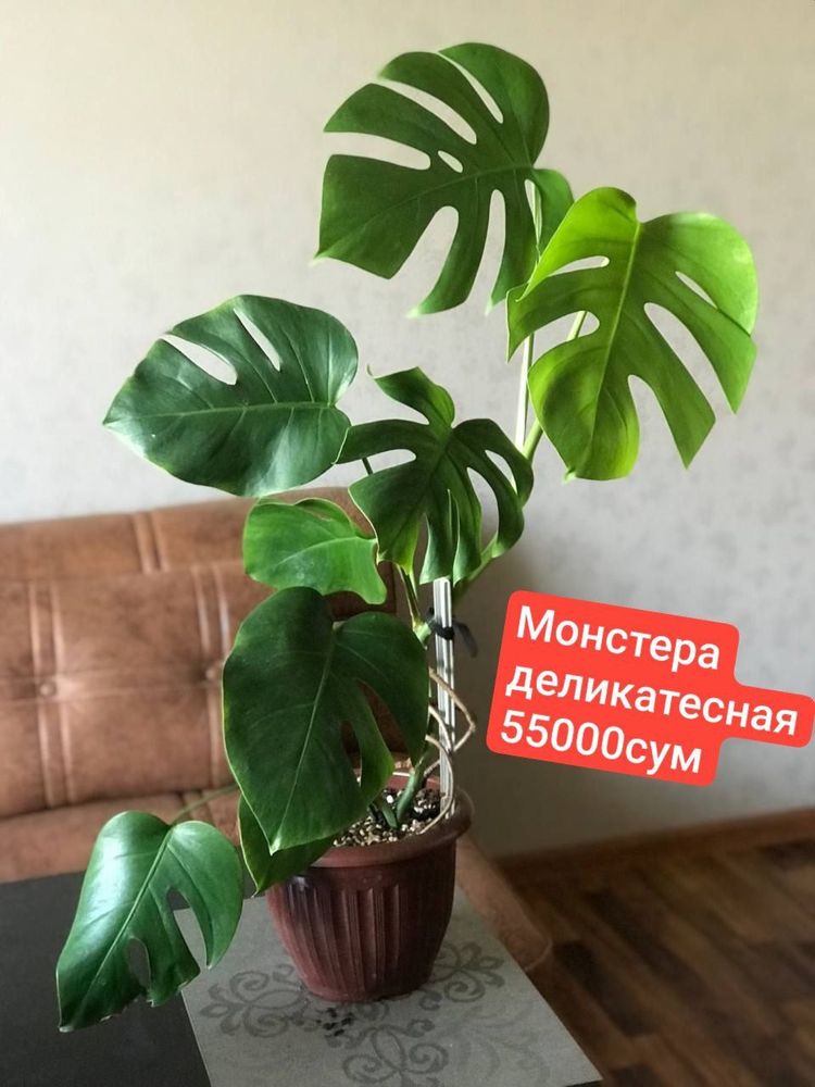 Продаю излишки комнатных цветов