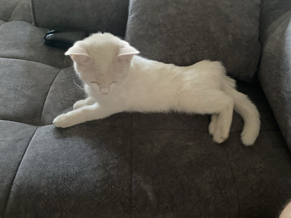 Кошка отдам в харошие руки