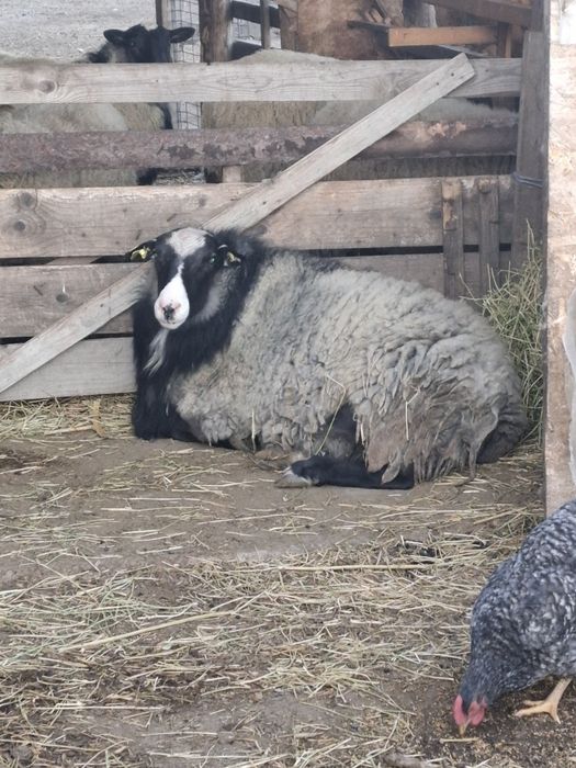 Vând berbec romanov