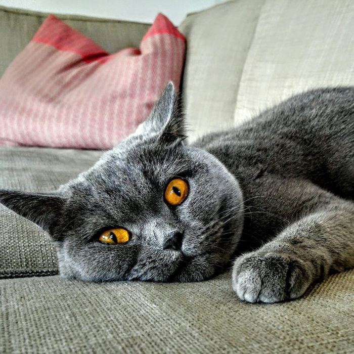 Britanskiy zotdor erke mushik yoshi 1 yosh  pul srochni kere shunga