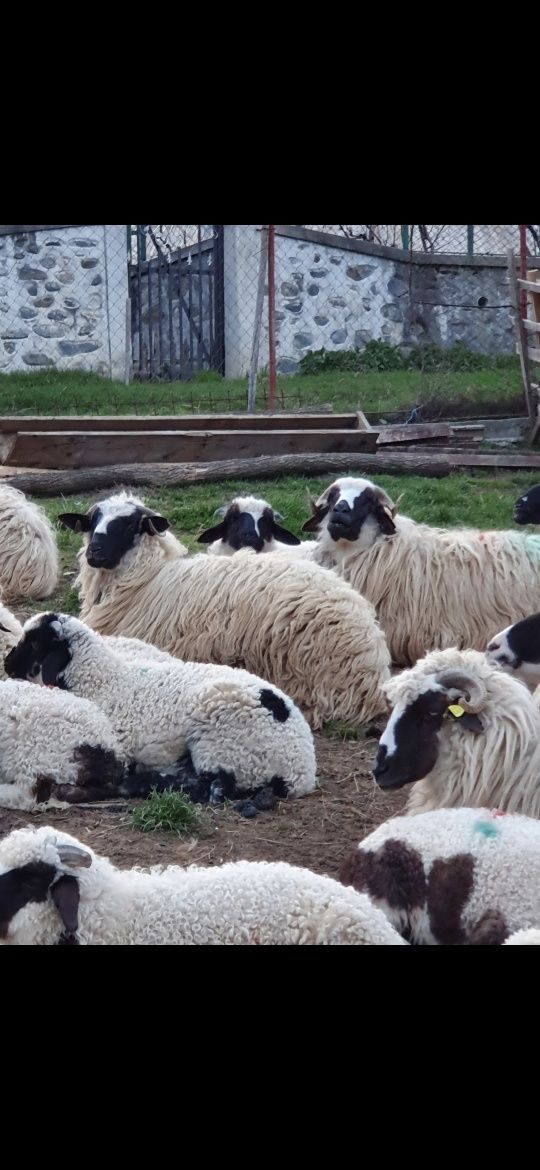 Oi breze breze ,berbeci Corbeni Argeș