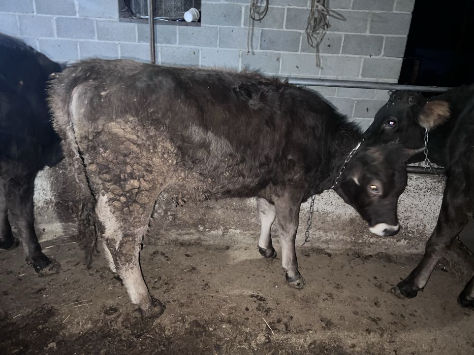 Соғым сатылады семіз