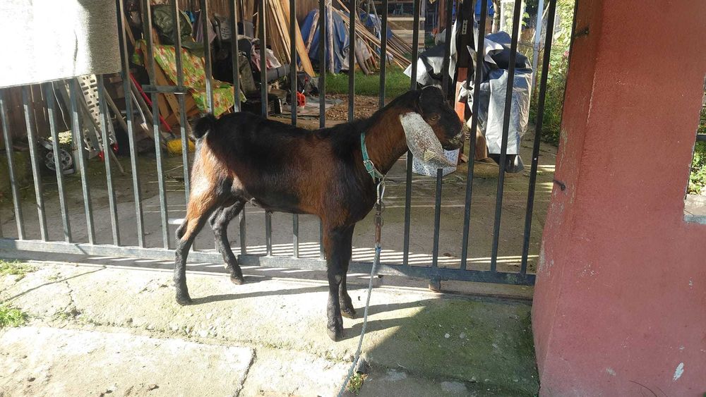 TAP anglonubian cu pedigree