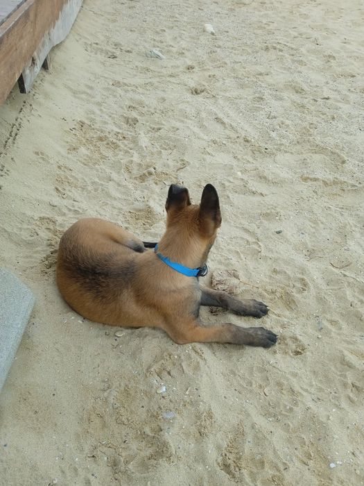 Белгийска овчарка Малиноа