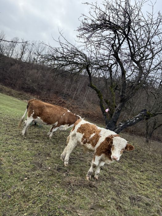 Vând două juninci la a doua fătare