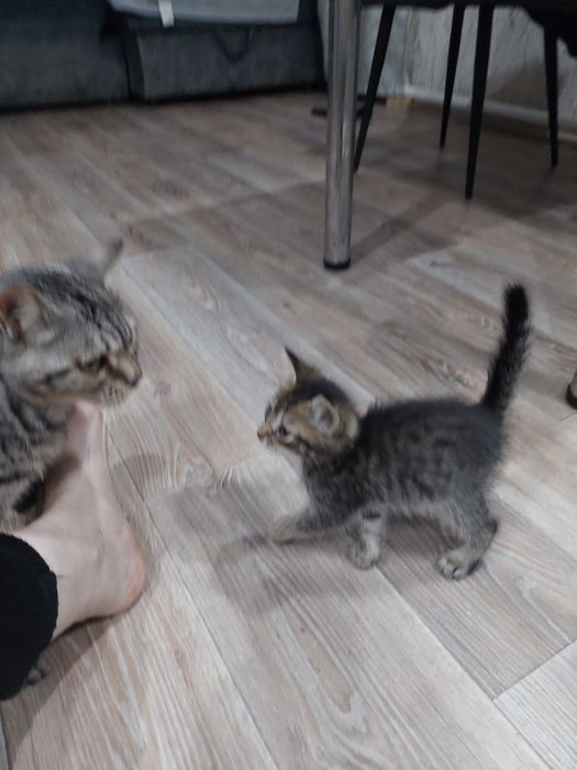 Отдам котёнка в хорошие руки мальчик
