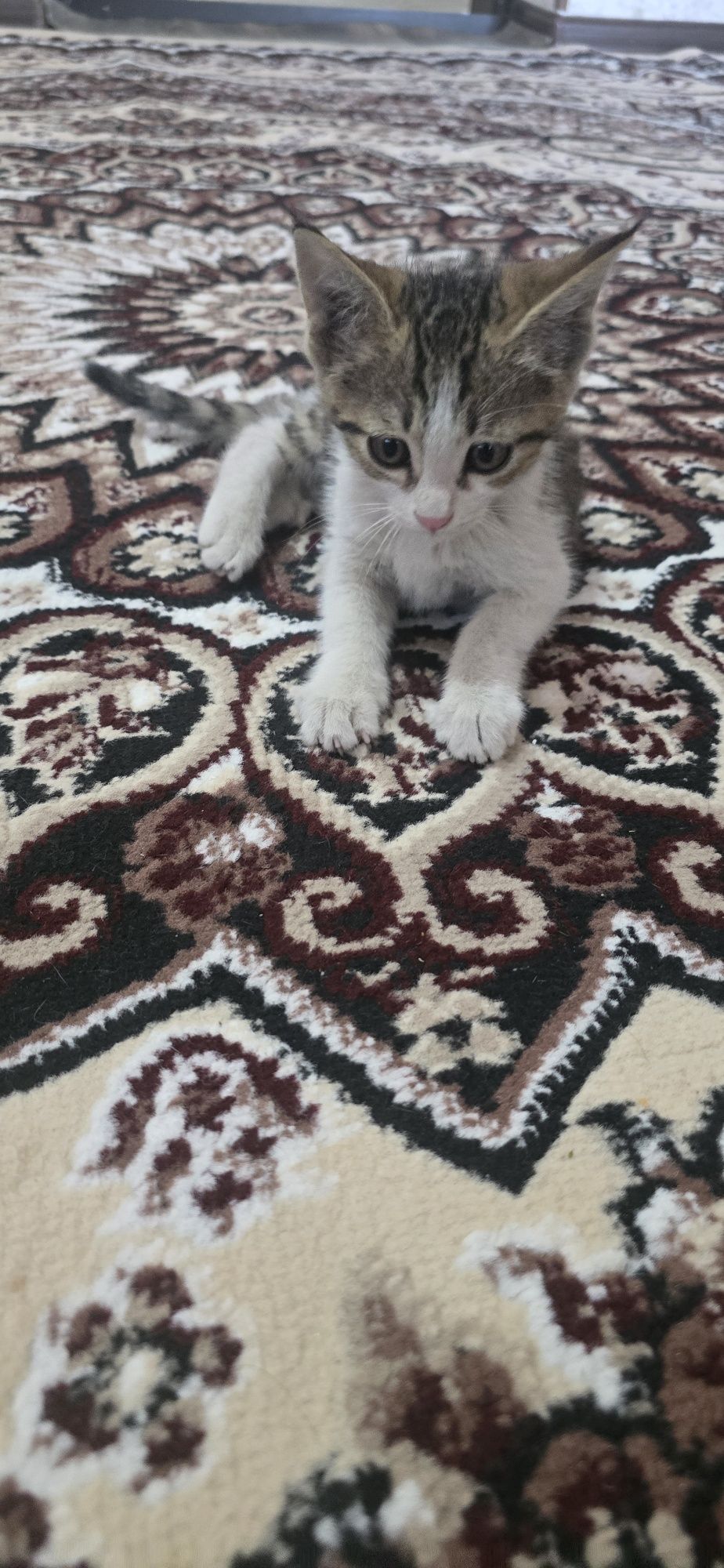 Отдам котят даром.