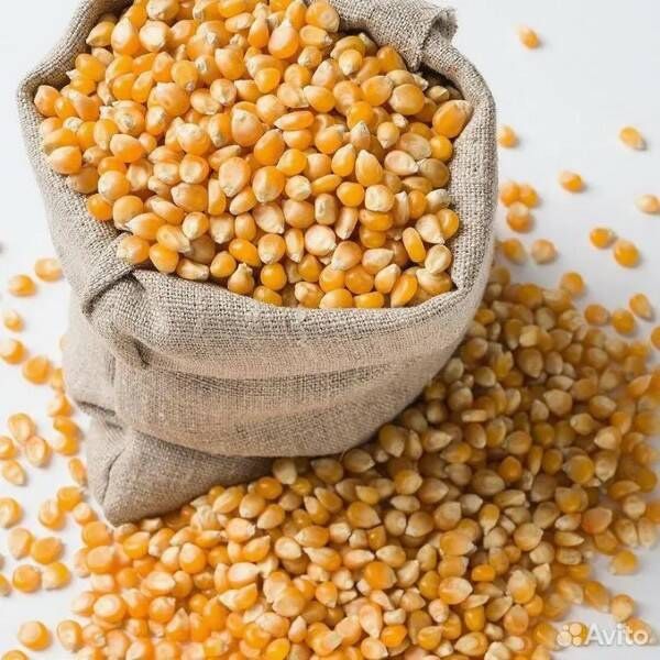Продам кукурузу