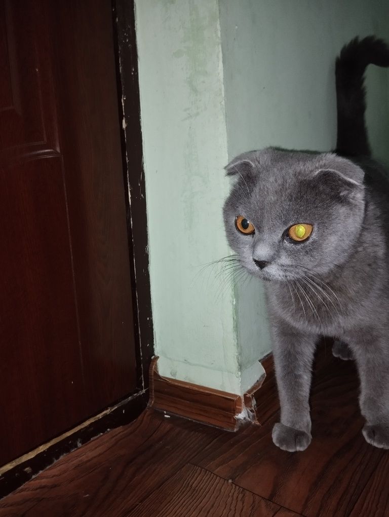 Продается вислоухая кошка