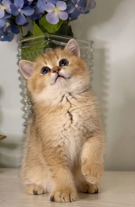 Котята британцы золотая шиншилла