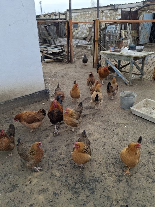 Продам домашних курей