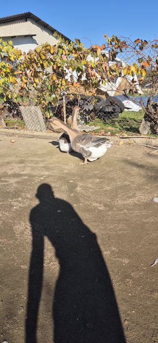 Vând gaste metis holmogor