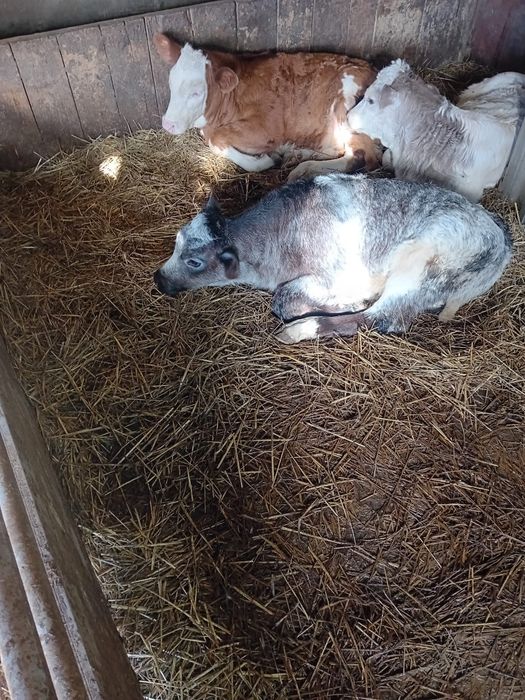 Vând 2 vitei belgieni