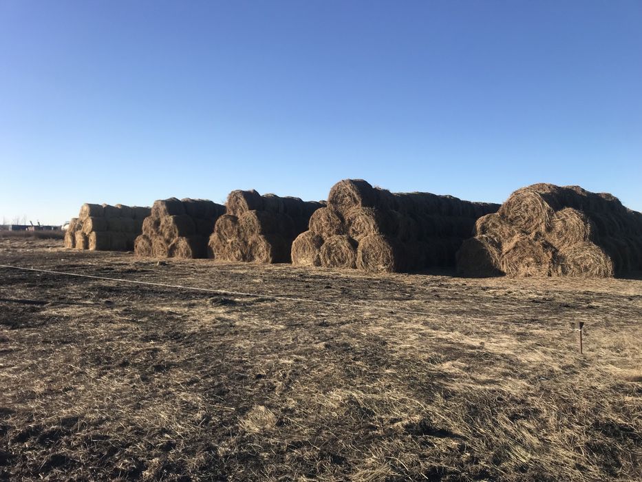 Продам сено, солома пшеничная.