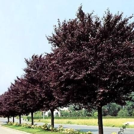Pomi Ornamentali (Prunus Nigra )