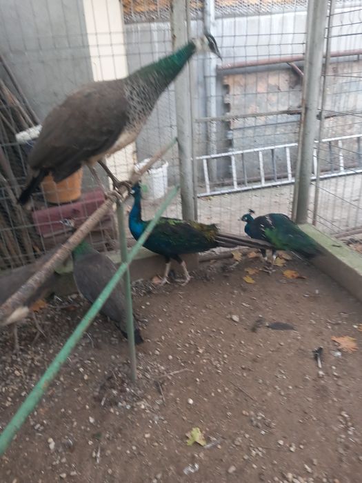 Vând masculi maturi