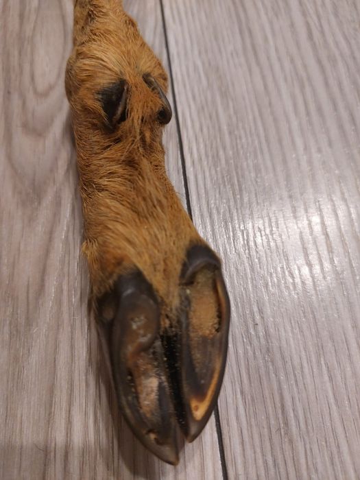 Vand Furculita cu maner din Copita de Caprioara