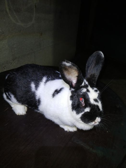 Iepurași de vânzare