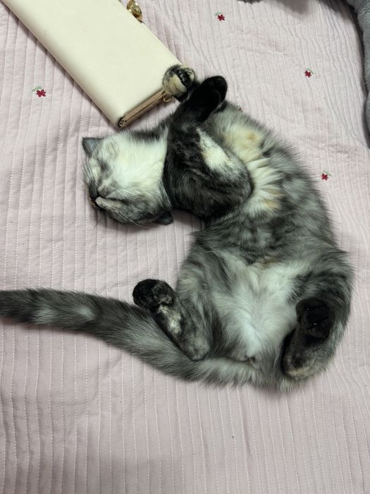 Продам себирьскую кошку