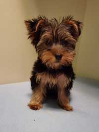 Pui Yorkshire Terrier