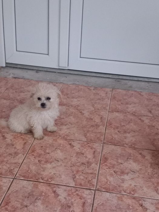 Pui Bichon Maltez - 2 băieți