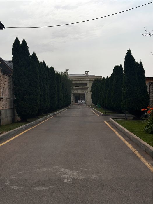 Саженцы Сеянцы Все виды растений!